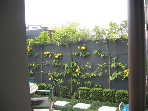 Espaliered Lemons And Limes Sloped Garden Espalier Fruit Trees