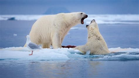 Study Most Polar Bears Become Extinct In 2100 Due To Climate Change