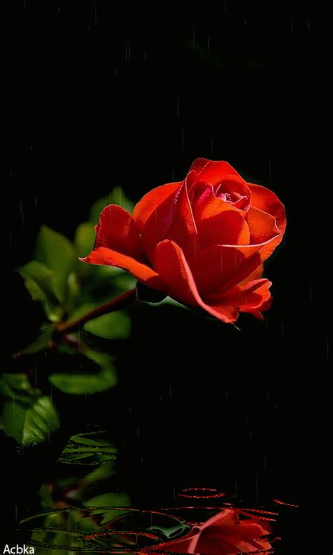Good Morning Rose Gif Goodmorning Rose Flower Discove Vrogue Co