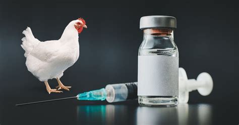 Vaccination Management Tips For Poultry. - Poultry India TV