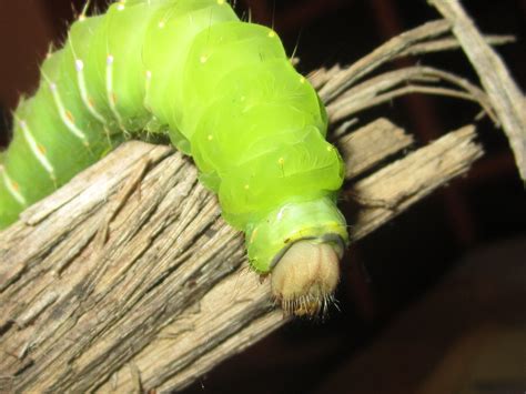 Green power is getting cheaper and cheaper. What is this caterpillar ? We found it last night. It is ...