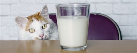 What Do Cats Drink And Is Milk Bad For Cats Purina