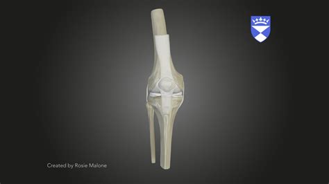 Knee Anatomy Model 3d Model By University Of Dundee Cahid Anatomy