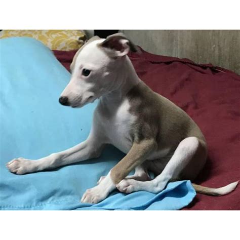 Usda licensed commercial breeders account for less than 20% of all breeders in the country. Italian greyhound puppy for sale in New York, New York - Puppies for Sale Near Me