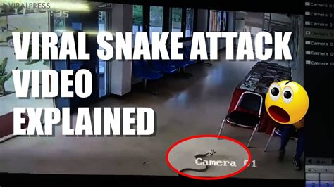 Snake Slithers Into Police Station Viral Snake Attack Video Explained