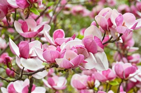 We did not find results for: Pink magnolia blossom — Stock Photo © unkas #102882406
