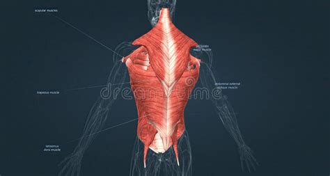 Human Muscles Of The Torso Stock Illustration Illustration Of Flexion