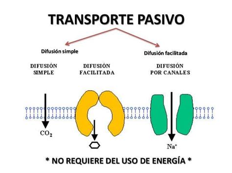 Top Imagenes De Transporte Pasivo Destinomexico Mx