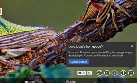 How To Download Bing Homepage Wallpaper Daily