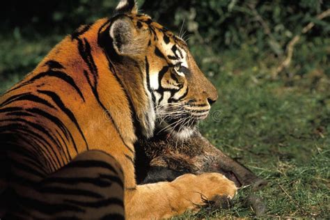 Sumatran Tiger Panthera Tigris Sumatrae Adult With A Wildboar Kill