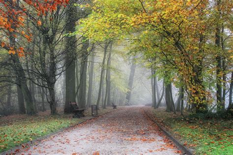 Parks Belgium Flemish Region Meise Fog Trees Nature Autumn