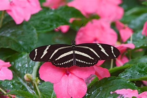 The Most Beautiful Butterfly Wallpapers Most Beautiful