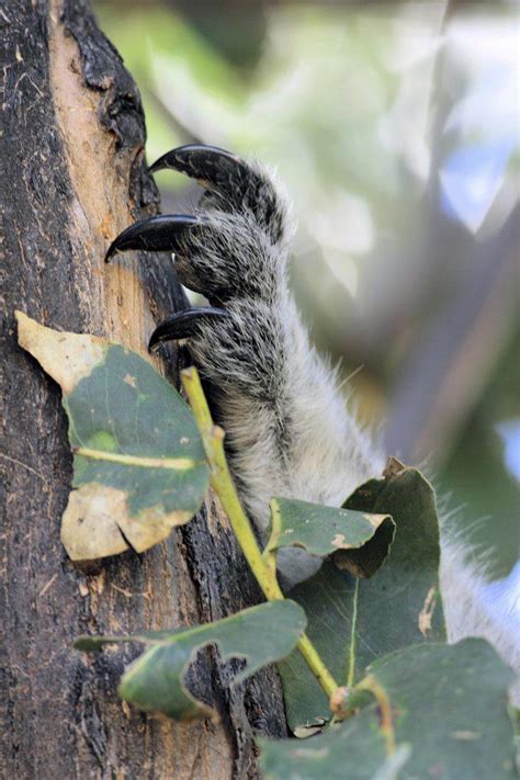 Paw Of A Koala Phascolarctos Cinereus Superstock