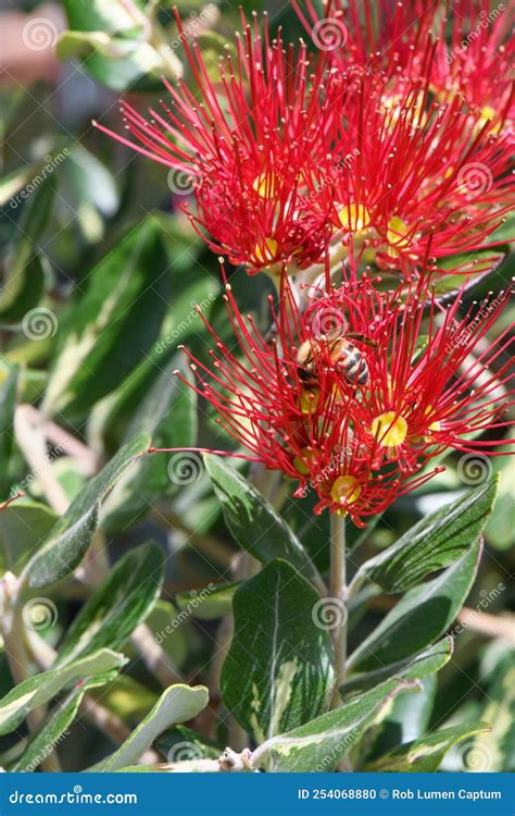 Pohutukawa Metrosideros Excelsa Variegata Red Flowers With Honeybee