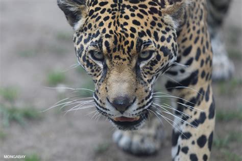 Jaguar Tropical Rainforest Animals Fires At Amazon Rainforest