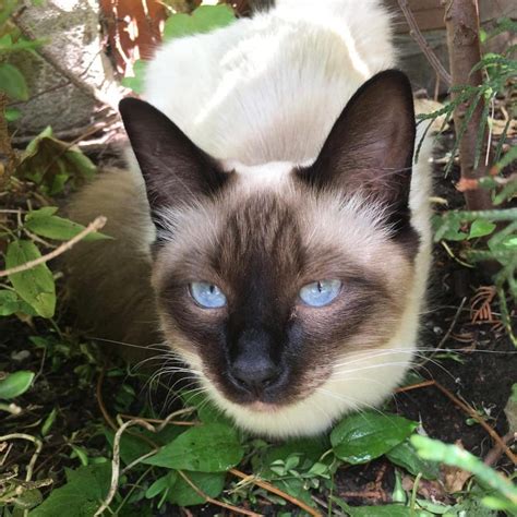 Balinese Cat Breeds Profile And Characteristics Cats In Care