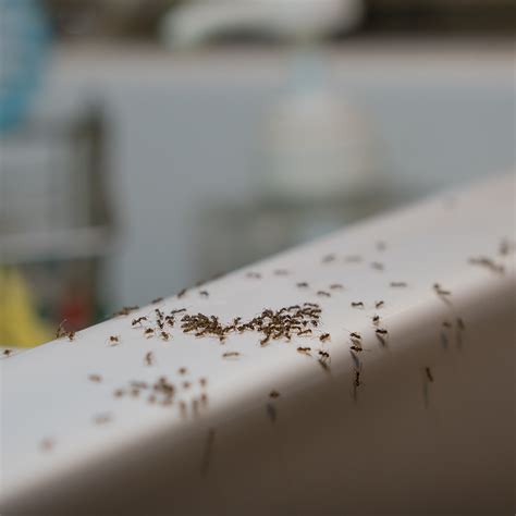 These businesses meet our standards of certification, which include san antonio, texas. 5 Common Summer Pests - ABC Home & Commercial Services Blog