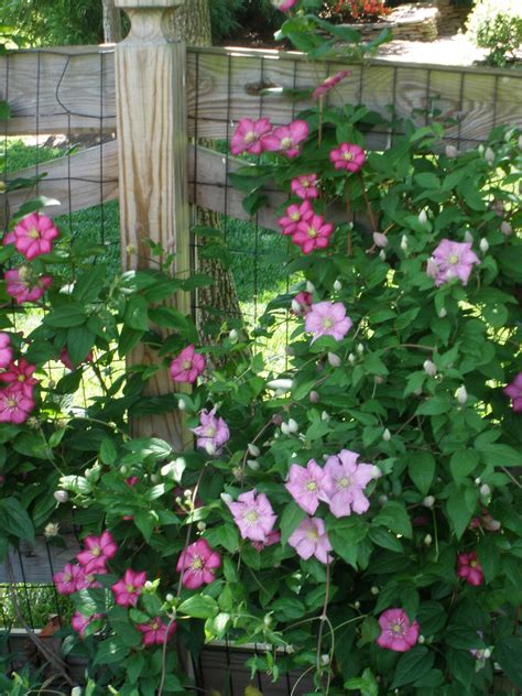 How to train clematis on fence. Casa Mariposa: Counseled by a Clematis