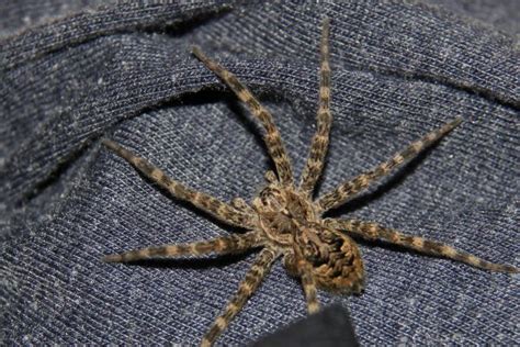 Facts About Dock Spiders Cottage Tips