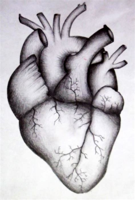 Cool Realistic Heart Drawings Goimages Garden