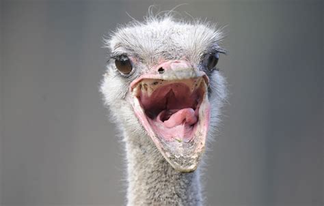 French Zookeeper Battered Ostrich To Death With Shovel And Attempted To