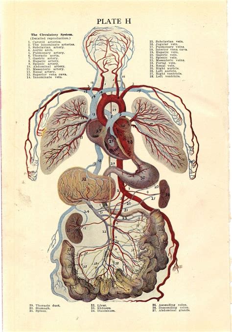Vintage Human Anatomy Circulatory System S Original Etsy Medical Illustration Anatomy