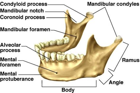 Factors that may affect bone loss include diet, age, menopause, smoking, not exercising, and medications such as corticosteroids. mandibular_Condyle_Angle Surgery_Repositioning - www ...