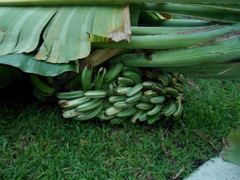 Rare Banana Palmpedia