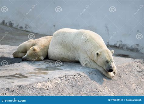 A Polar White Bear And Her Cub Sleeping Stock Image Image Of Cute