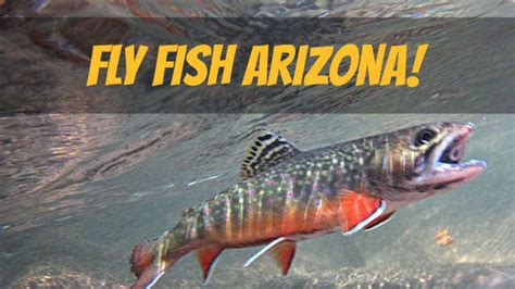 11 Best Places To Fly Fish In Arizona Maps Included