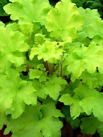 Check spelling or type a new query. Blue Sky Nursery // Heuchera // Heuchera LIME MARMALADE ...