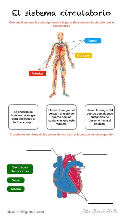 Ficha De El Sistema Circulatorio Sistema Circulatorio Ciencias De La