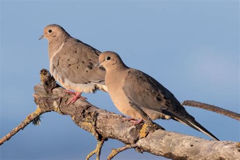 How Long Do Doves Live Daily Birder