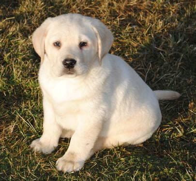 Mum my family pet kc registered all will leave microchipped wormed flead good hip score. AKC Registered Yellow Lab Puppies for Sale in Strasburg ...