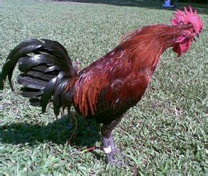 Bukan makanan biasa, pakan pakan ayam memiliki berbagai jenis. Royoiz Classic farm: Tips Merawat Ayam Ketawa