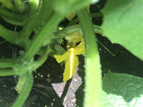 Among all the bee species, carpenter bees alone can pick up and transport pollen from flowers. pollination - Do I need to pollinate cucumbers ...