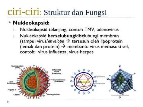 PPT VIRUS