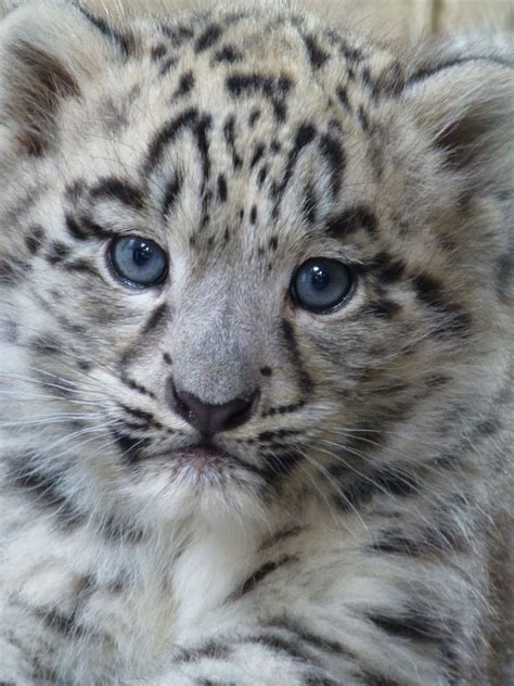 Male Snow Leopard Cub Up Close Flickr Photo Sharing Pretty Cats