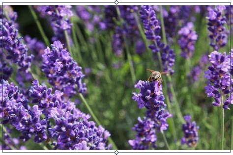 12 Types Of Lavender Growing Info Proflowers Blog Planting Lavender