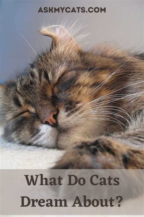 What Do Cats Dream About Cat Facts Cats Cat Info