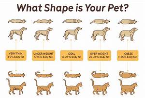 How To Tell If Your Pet 39 S Weight Is In The Healthy Range Guides Big