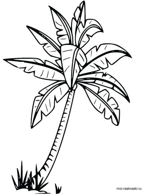 Palm Tree Coloring Pages At Free Printable Colorings