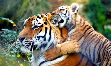 Tigers In Nepal Come Back From Brink Of Extinction With Historic 190