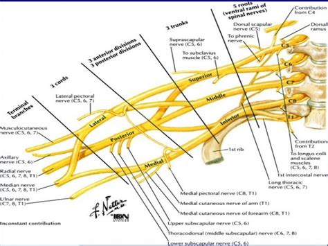 Branches Of The Brachial Plexus May Be Described As Supraclavicular And