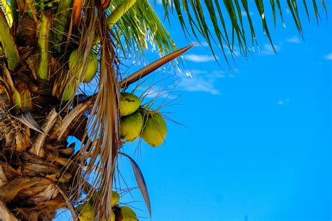 Coconut Tree With Coconuts · Free Stock Photo