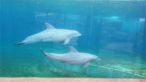 Bottlenose Dolphin Underwater Viewing Mississippi Aquarium March 23