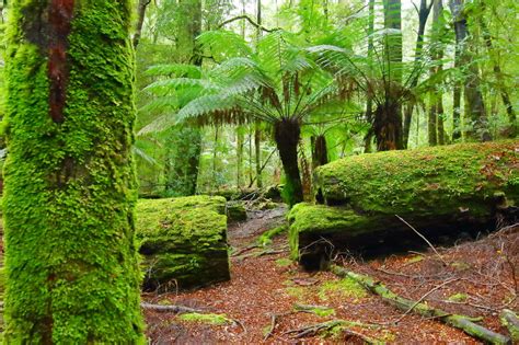 Tarkine Rainforest Tourist Attractions Discover Tasmania
