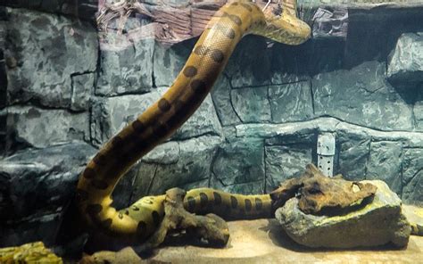 Caldwell Zoo Expands Exhibit For Ana The Anaconda Reptile House To