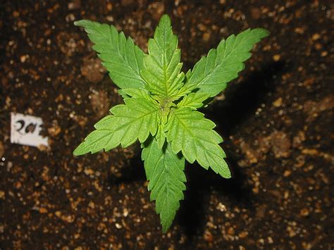 Everything You Need To Know About Cannabis Leaves Sensi Seeds Blog