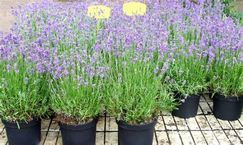 Natur im garten „natur im garten: Lavendel kaufen: Beratung & Bezugsquellen - Plantura ...